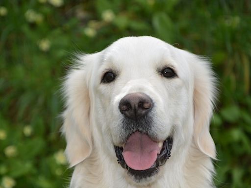 Muere un golden retriever tras ser transportado por una aerolínea en un vuelo equivocado