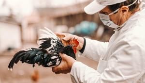 Five Cases of Bird Flu Reported in Colorado Poultry Workers | FOX 28 Spokane