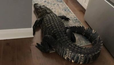 Una mujer de Florida encontró un gran caimán arrastrándose dentro de su casa