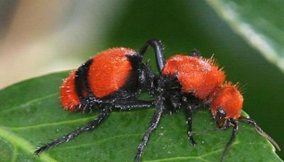 Master Gardener: Red velvet ants are wasps with a painful sting