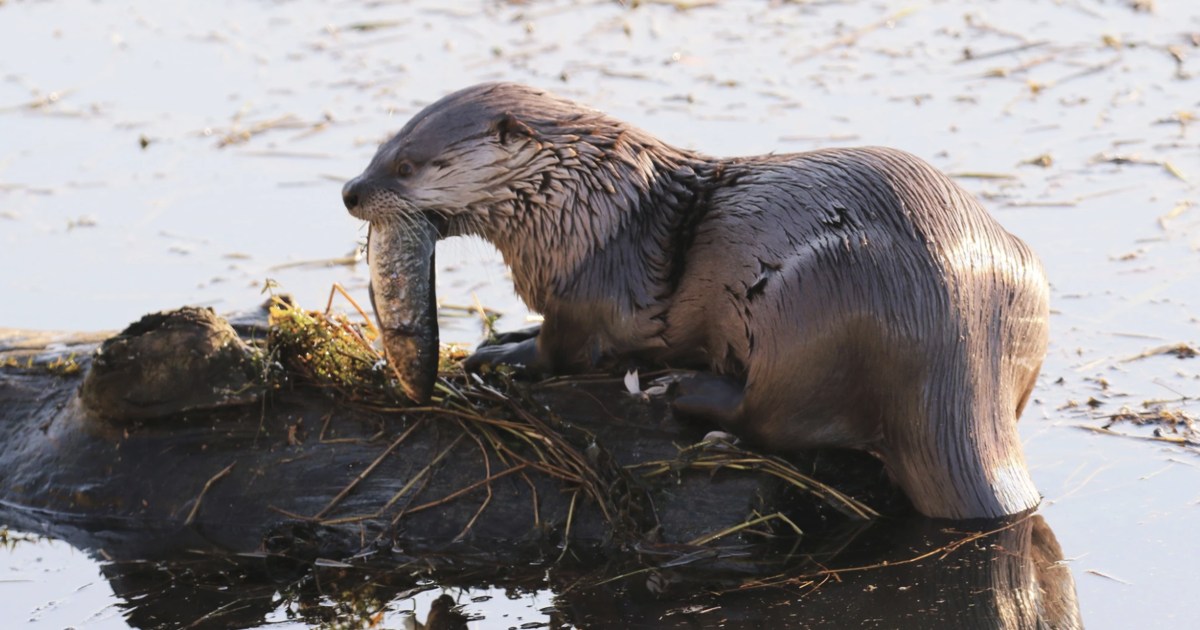 River otter drags child underwater, attacks mother at marina