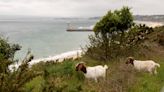 Specialist litter pickers brought in to clean up cliffs grazed by goats