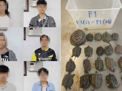 馬來西亞逮「忍者龜幫」 六人走私2百隻市值160萬稀有烏龜