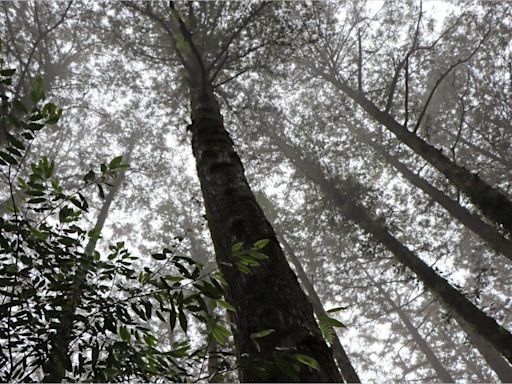 雲端秘境！阿里山賓館限量8間獨享五奇美景 | 蕃新聞