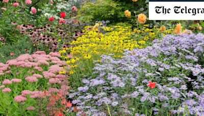 What to plant now for late-summer glory