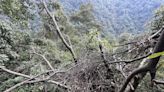 大雪山地區驚喜發現 台灣黑熊樹上熊窩影像曝光 | 蕃新聞