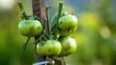 Tomato growing mistakes to avoid or risk ‘yield loss’ and ‘diseases’