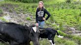 Postpartum Cow Saved After Getting Stuck In Mud In Hunterdon County (PHOTOS)