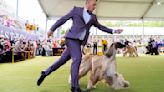 At Westminster dog show, a display of dogs and devotion