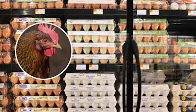 Bird Flu outbreak: Why experts say egg prices could skyrocket