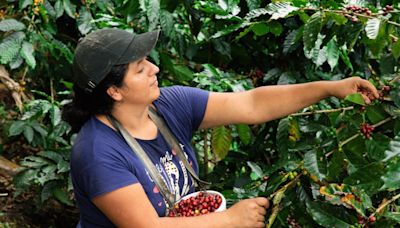 Con café y cacao, Ecuador es pionero mundial en la producción libre de deforestación