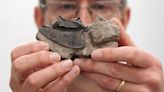 Bird fossil collection bequeathed to Scottish museum
