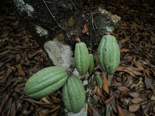 Chocolate prices to keep rising as West Africa s cocoa crisis deepens