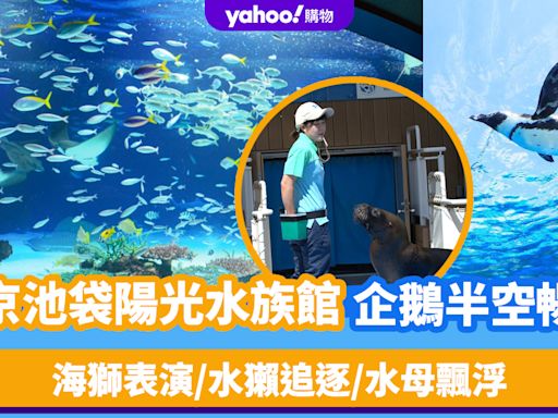 東京旅遊｜池袋頂樓海上樂園！陽光水族館獨有企鵝半空暢泳 海獅表演/水獺追逐/水母飄浮