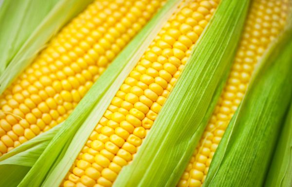 How Long You Should Really Boil Corn on the Cob for Perfectly Sweet Ears