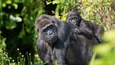 Gorilla Dad Sweetly Refuses to Give Baby Back to Mom at Zoo Atlanta