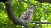 Opinion: New York City's Flaco the owl might have died partly by effects of rodenticides