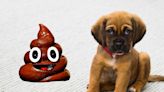 Hundreds of 'disgusting' dog poo reports made in BCP area