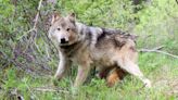 Wildlife groups threaten feds with lawsuit over wolf protections