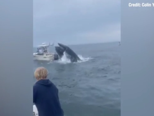 Must-see video: Breaching whale lands on boat, capsizes vessel