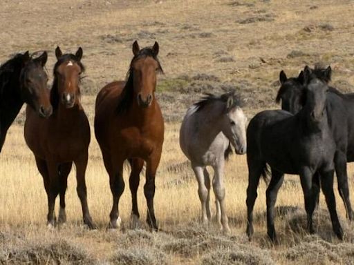 BLM to begin wild horse gather in Wyoming’s White Mountain area