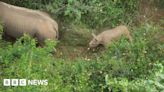 Black rhino raised in Flamingo Land zoo has calf in Rwanda
