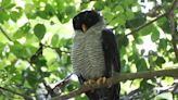 Observadores de aves se despliegan por Panamá en el Global Big Day 2024