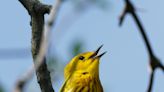 The morning chorus rises early. Here's how to tell which birds are serenading you this spring