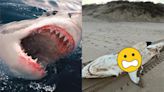 影／大白鯊剛吃掉海豚！秒被「更巨大生物」奪走內臟…凶手曝光了