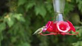 How To Keep Bees Away From Your Hummingbird Feeders, According To Experts