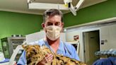 Branson specialist on 'Cloud 9' after helping big cat suffering from a kidney stone