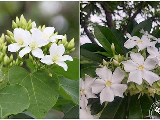 我不是桐花，其實我是海檬果 南港公園海檬果正盛開