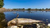 Toxic algae blamed for 300 tons of dead fish in Oder River