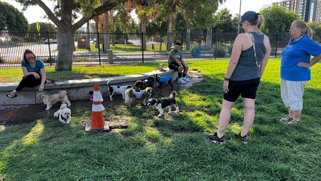 Record heat in Phoenix area: Dog owners and their furry friends try to keep cool