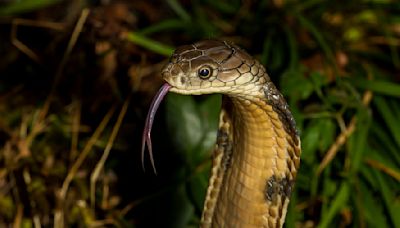 Wyoming locals terrified after massive king cobras on the loose