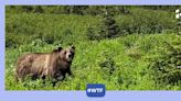 Viral video: Terrifying moment hiker encounters grizzly bear 'twice her size' in the wild