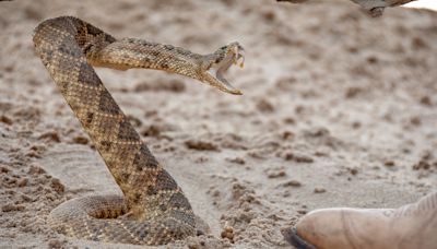 California hiker bitten by rattlesnake on popular trail