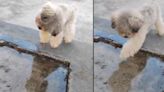 La desternillante reacción de este 'perrito' cuando ve su reflejo en el agua por primera vez