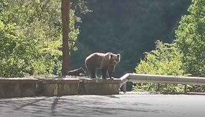 Un oso mata a una joven de 19 años en Rumanía: el animal se llevó a la mujer hasta una gruta arrastrándola de una pierna