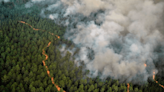 Empresarios forestales proponen alianzas para defender el bosque