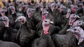 Is your Thanksgiving turkey safe to eat? Here's what you should know about bird flu.