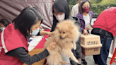 新莊流浪犬身上有晶片查出飼主在花蓮 未領回被罰11萬元 | 蕃新聞