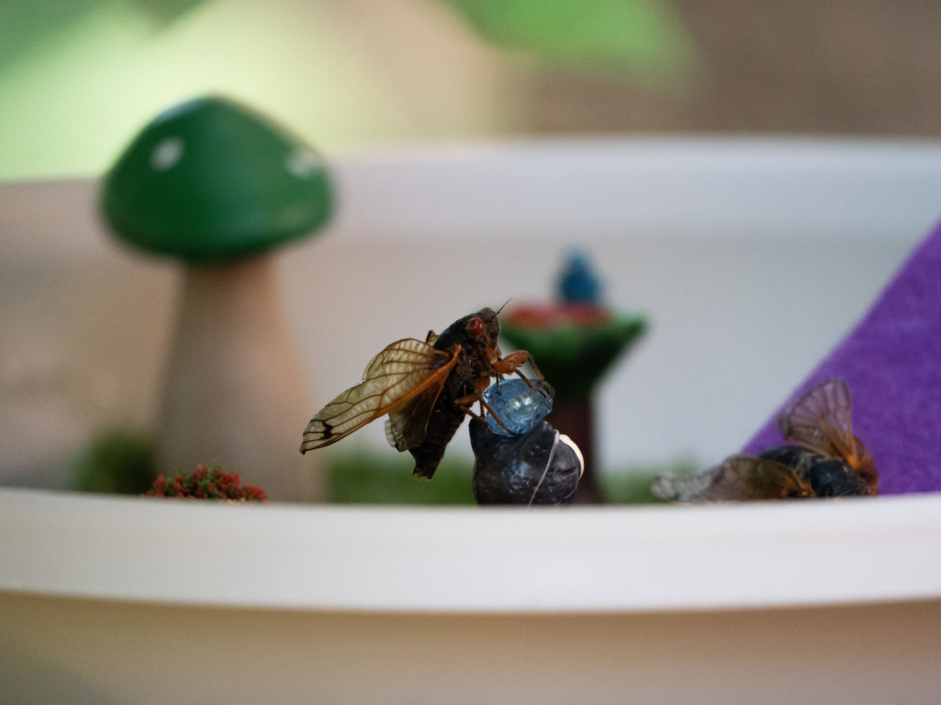 Naperville mom and daughter create a fairy oasis for respite-seeking cicadas