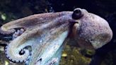 How many hearts does an octopus have? Anatomy facts about the tentacled sea creatures
