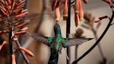 On Arizona's San Pedro River, hummingbirds reflect the health of a landscape