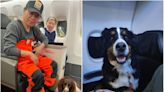 Turkish Airlines put 'heroic' earthquake rescue dogs in the passenger cabin on their flights home — and even let some sit in business class