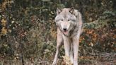 Wolf found over 1,000 miles from home in Colorado, feds say. How remains a mystery