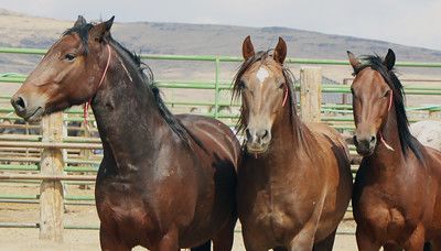 BLM Announces Wild Horses, Burros Up for Adoption in Grass Valley, California on May 11-12, 2024
