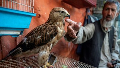 Un veterinario argentino fracasa en su intento de dirigir la Organización Mundial de Sanidad Animal