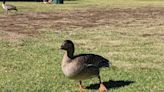 What’s an Arctic goose doing in California? Rescuers capture bird — and find explanation